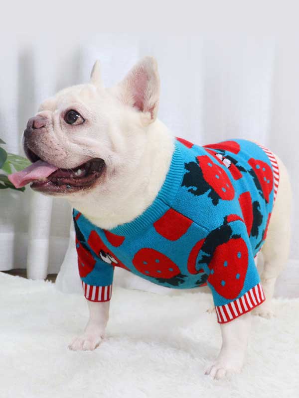 New autumn and winter dog clothes bulldog sweater strawberry cartoon short body fat dog method fighting autumn sweater 107-222041 gmtpet.com