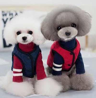 Dog Warm Winter Clothes: Dog Apparels Cotton Vest 06-0238 Dog Clothes: Shirts, Sweaters & Jackets Apparel Clothes dog