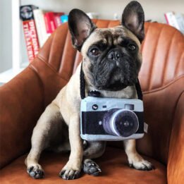 New Pet Products 2020 Pet Plush Toy Dog Camera Photo Props For Pet Pet products factory wholesaler, OEM Manufacturer & Supplier gmtpet.com