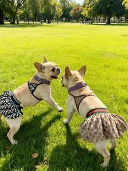 Wholesale pet clothing pet bikini dog swimwear cat and dog clothes pet party costume 107-61610 Pet Products Factory, OEM Manufacturer, Supplier, Agent gmtpet.com Wholesale pet clothing, pet bikini, dog swimwear, cat and dog clothes, pet party costume